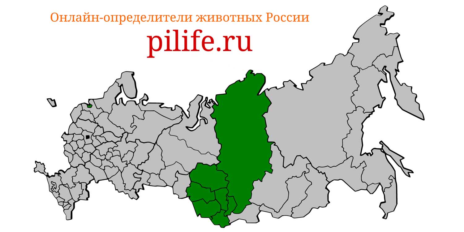 Ареал обитания Crocidura sibirica на карте России