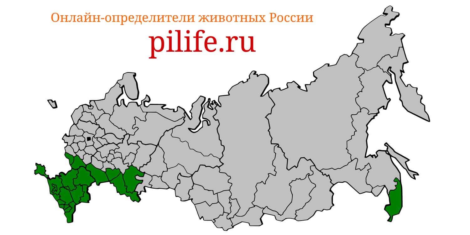 Ареал обитания Crocidura suaveolens на карте России