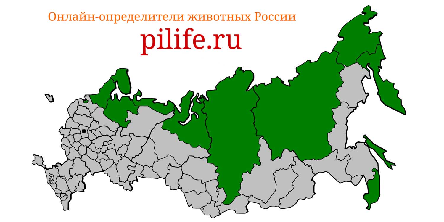Ареал обитания Delphinapterus leucas на карте России