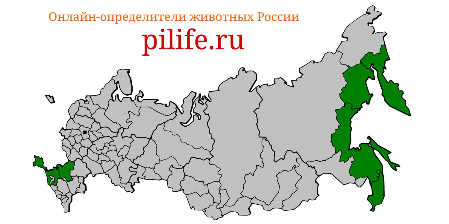 Ареал обитания Delphinus delphis на карте России