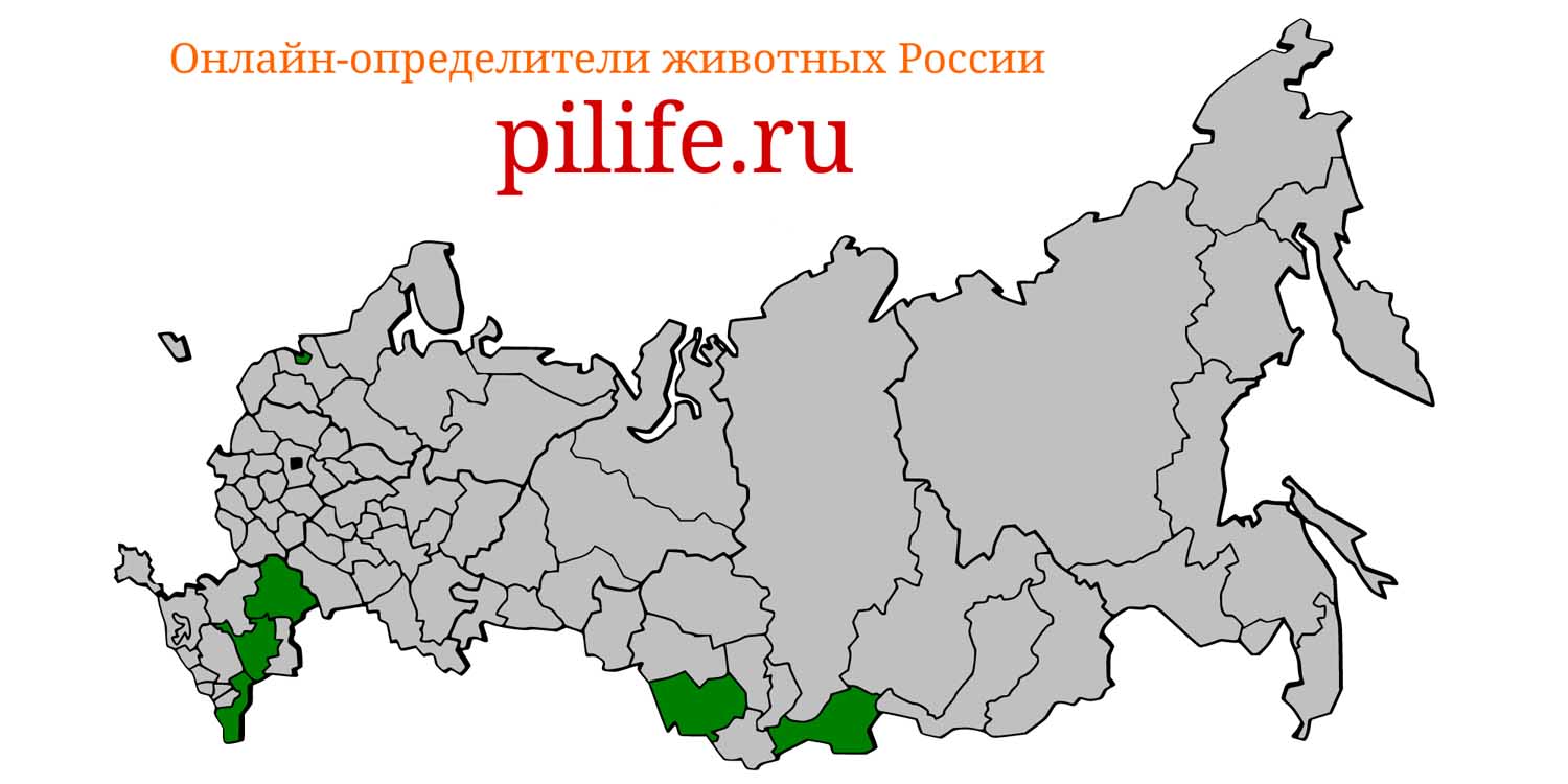 Ареал обитания Dipus sagitta на карте России