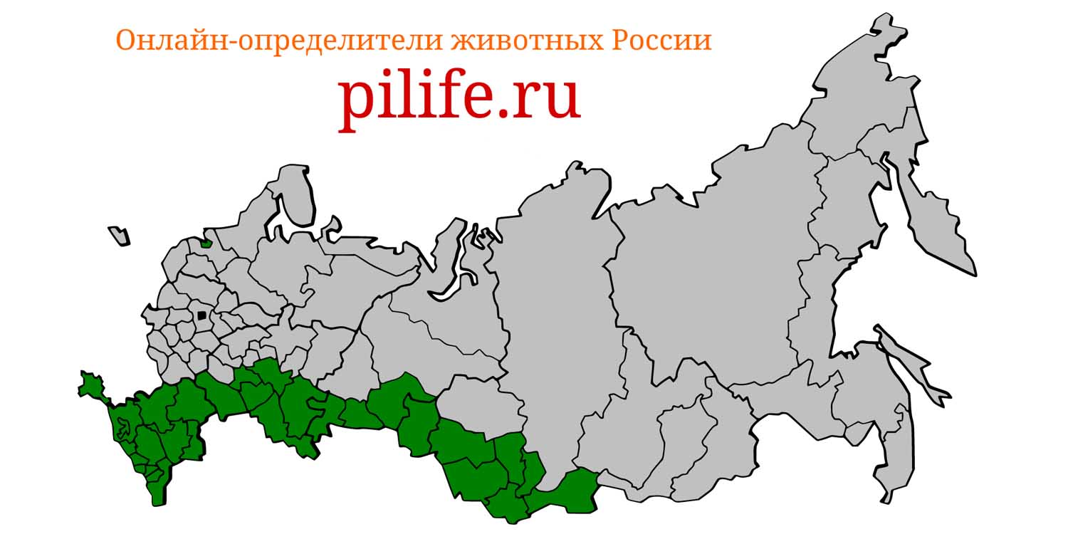 Ареал обитания Ellobius talpinus на карте России