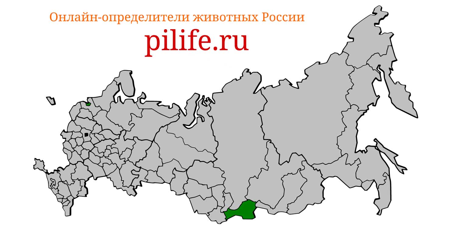 Ареал обитания Ellobius tancrei на карте России