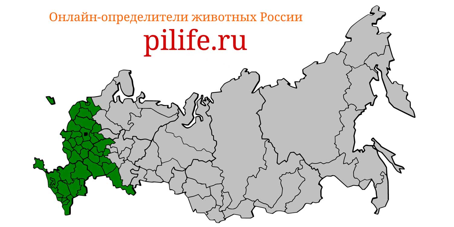 Ареал обитания Eptesicus serotinus на карте России