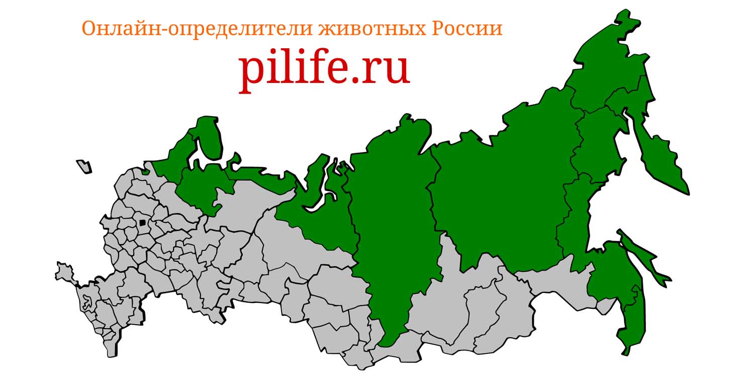 Ареал обитания Erignathus barbatus на карте России