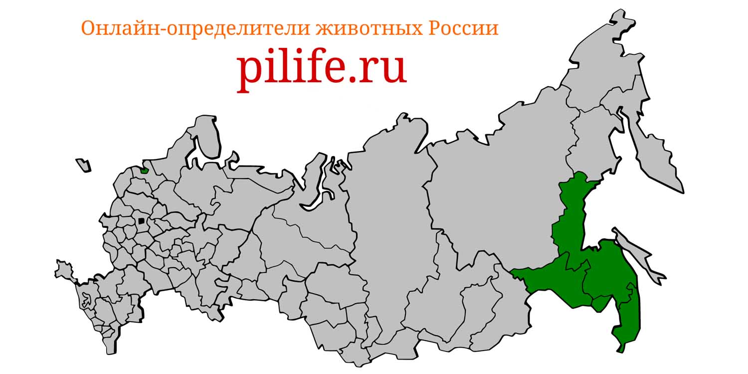 Ареал обитания Erinaceus amurensis на карте России