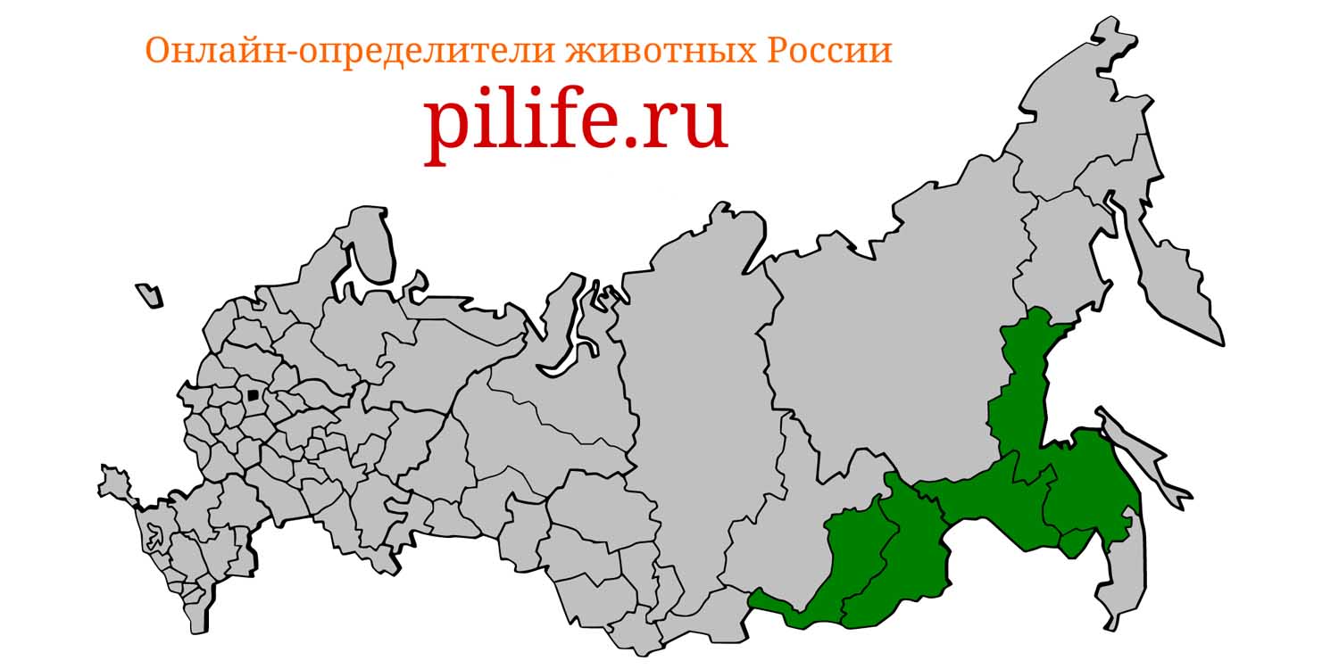 Ареал обитания Erinaceus dauuricus на карте России