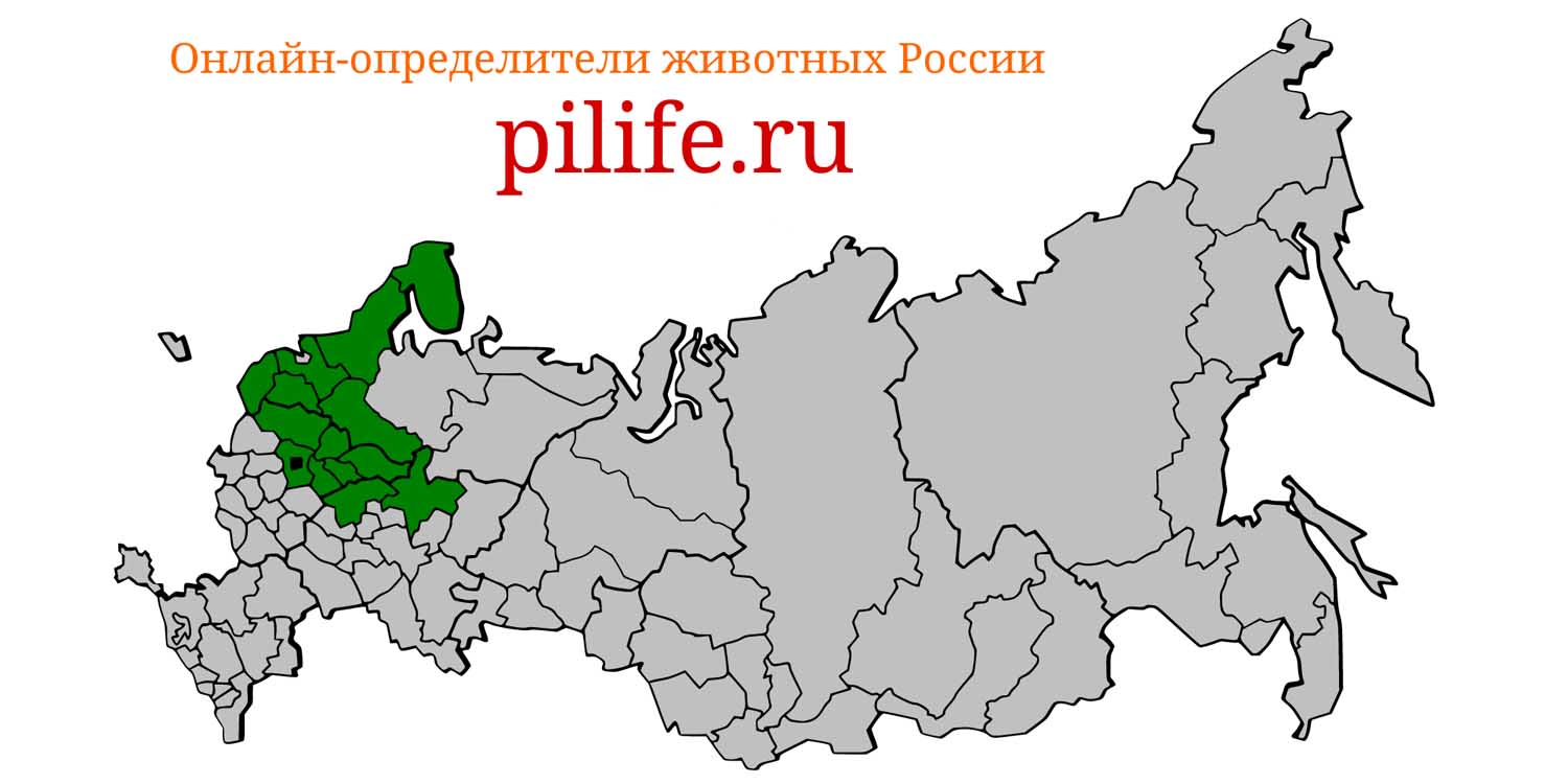 Ареал обитания Erinaceus europaeus на карте России
