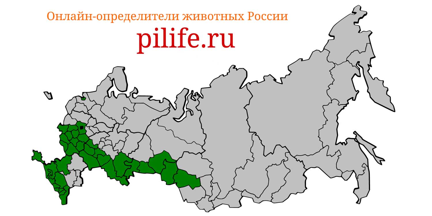 Ареал обитания Erinaceus roumanicus на карте России
