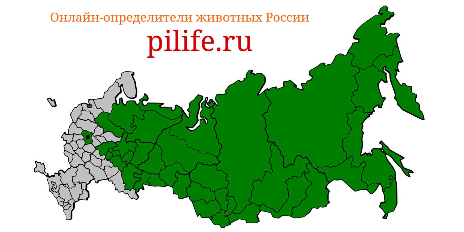 Ареал обитания Eutamias sibiricus на карте России