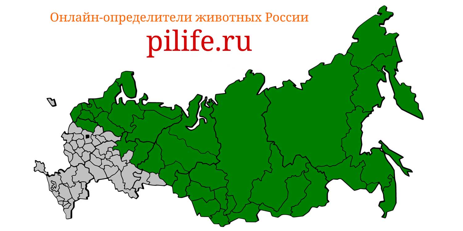 Ареал обитания Gulo gulo на карте России