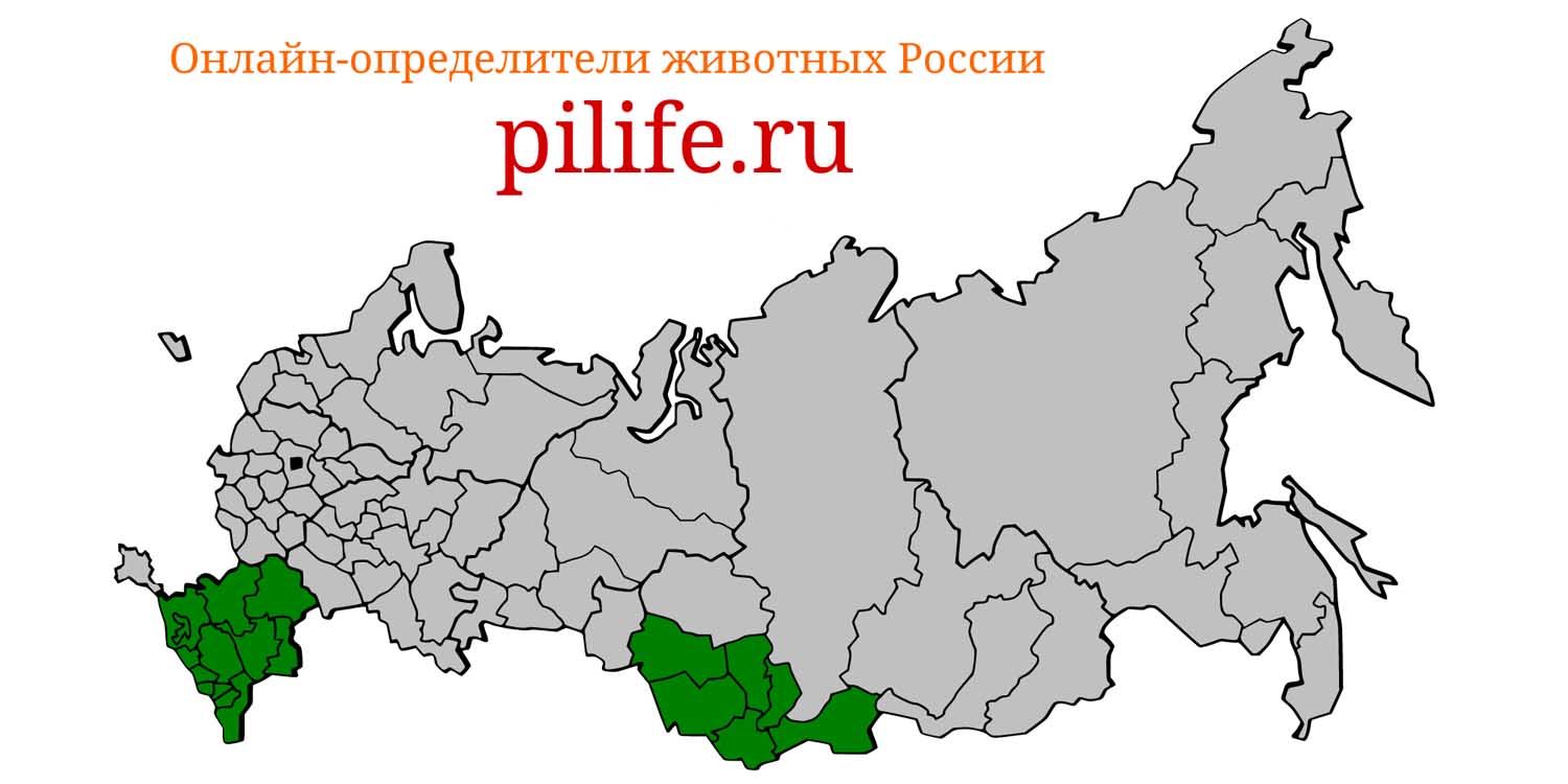 Ареал обитания Hemiechinus auritus на карте России