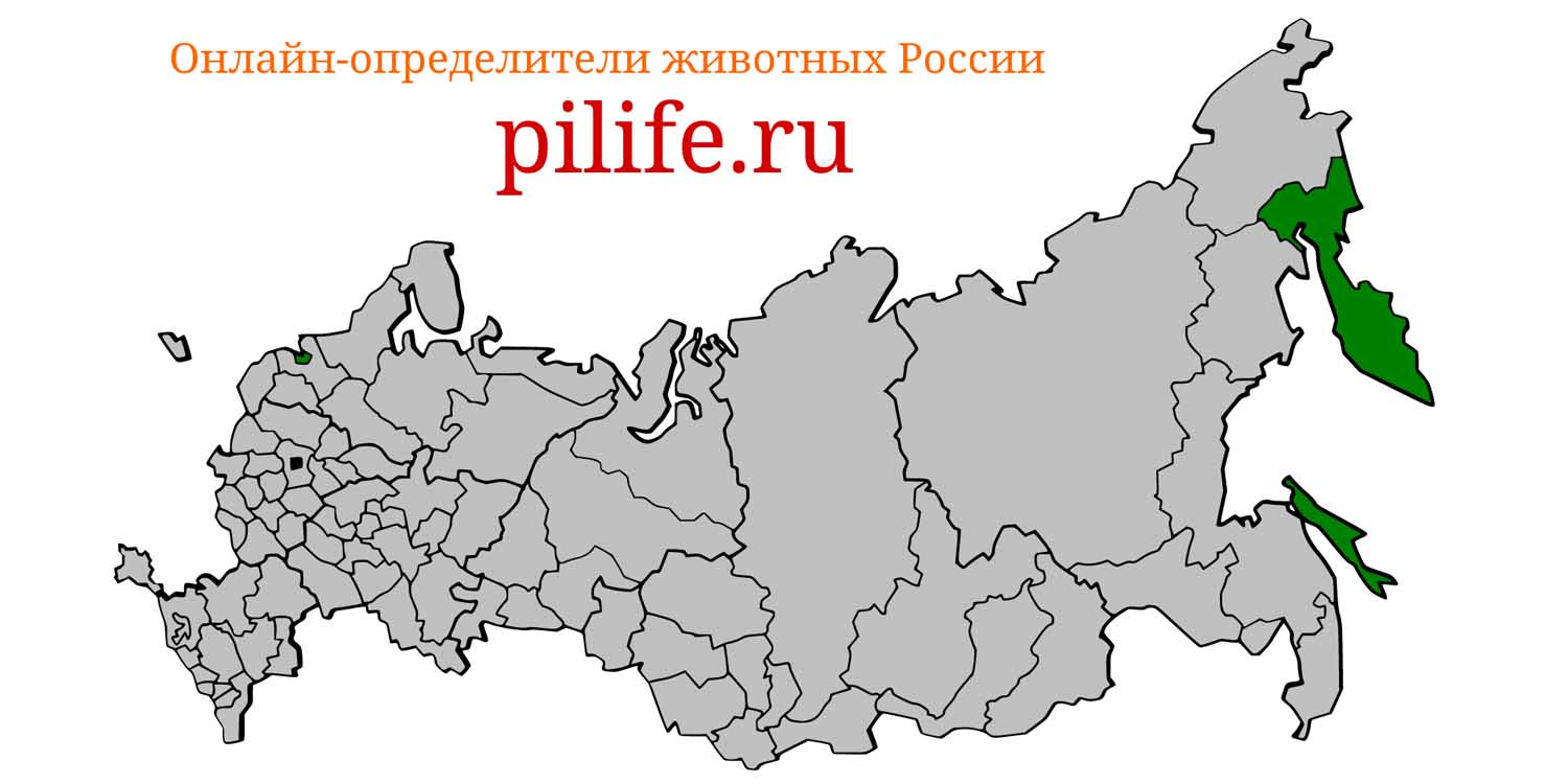 Ареал обитания Lagenorhynchus obliquidens на карте России