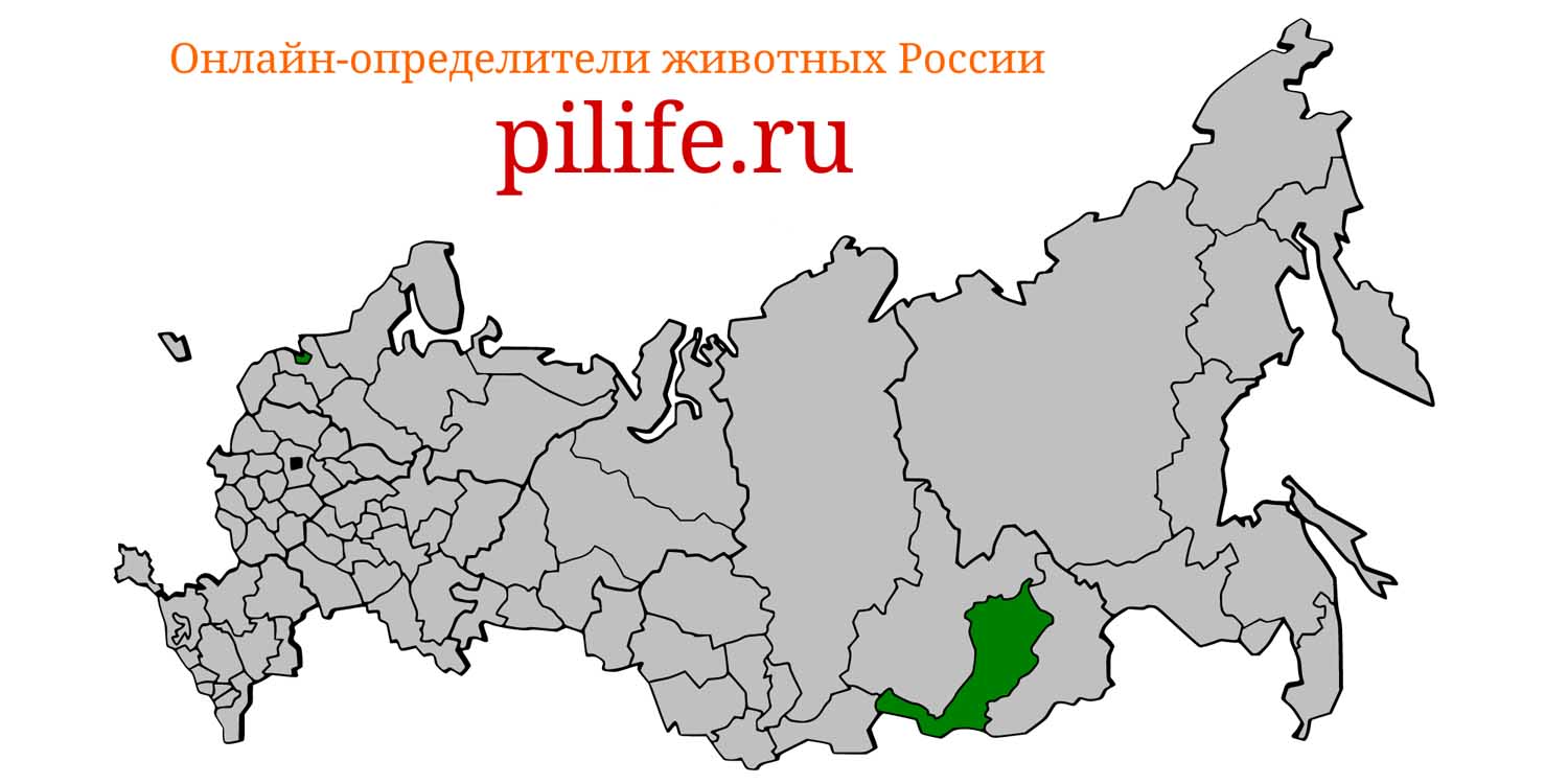 Ареал обитания Lasiopodomys mandarinus на карте России