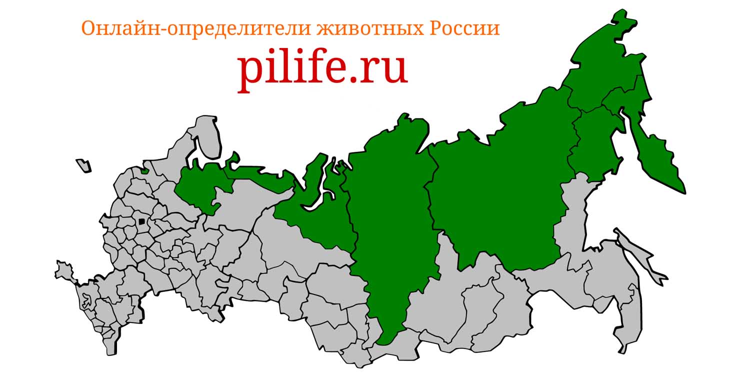 Ареал обитания Lemmus sibiricus на карте России