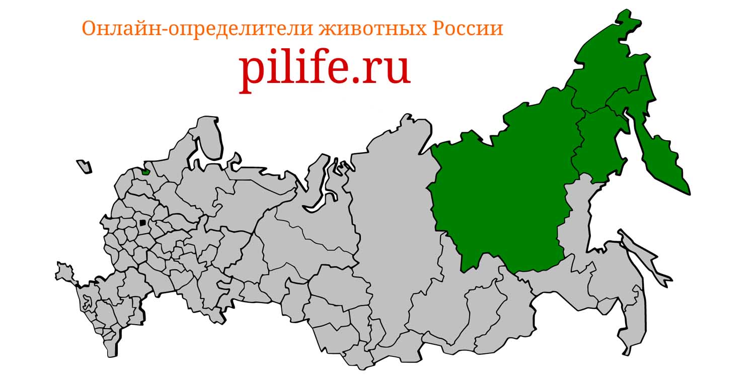 Ареал обитания Lemmus trimucronatus на карте России