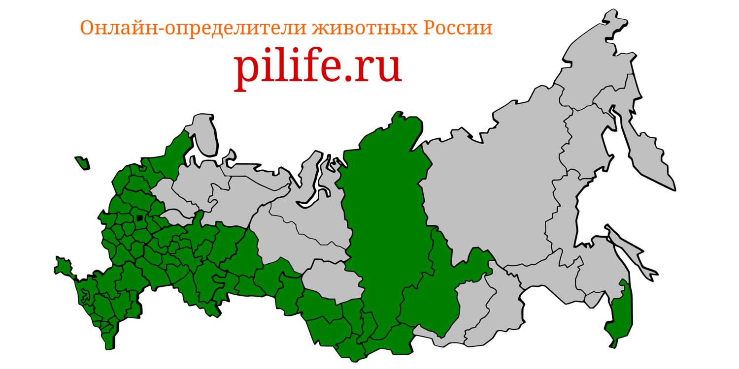 Ареал обитания Lepus europaeus на карте России