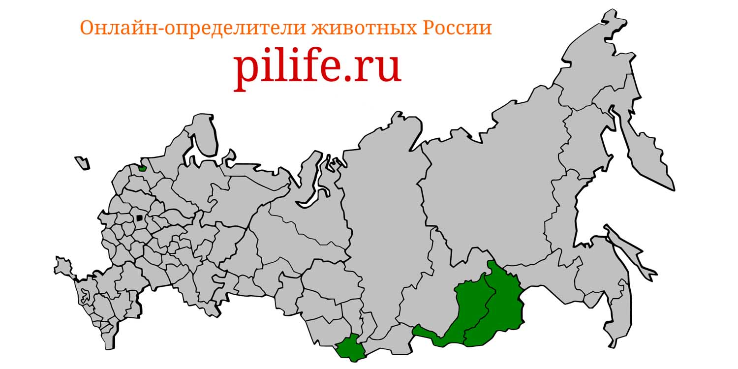 Ареал обитания Lepus tolai на карте России