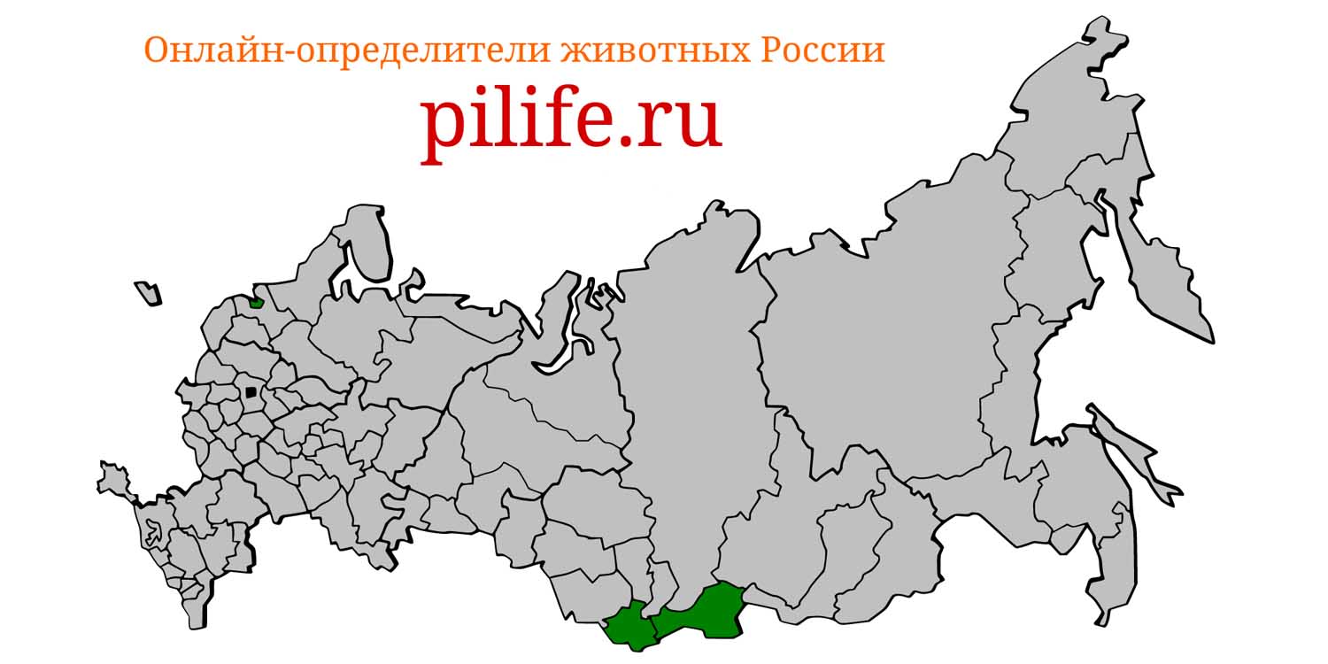 Ареал обитания Marmota baibacina на карте России