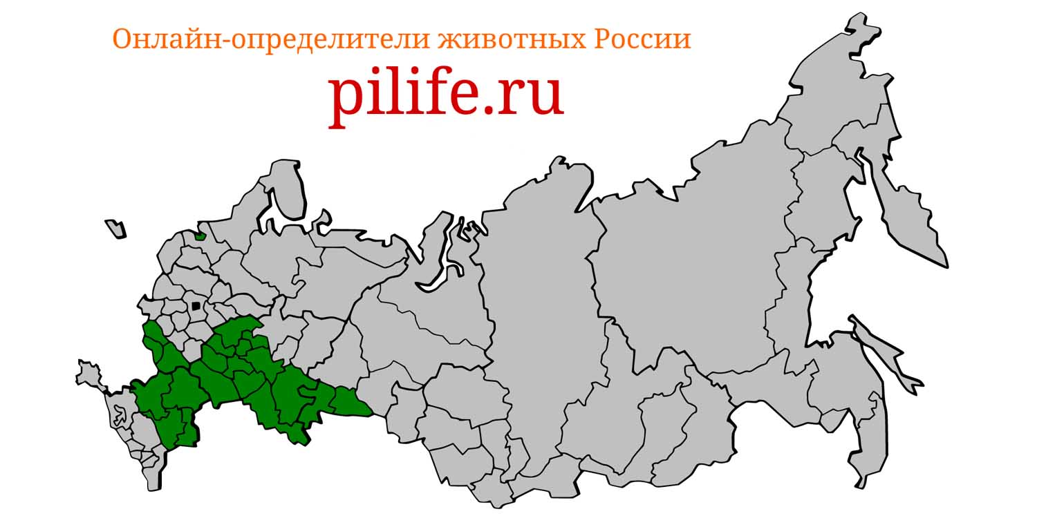 Ареал обитания Marmota bobak на карте России