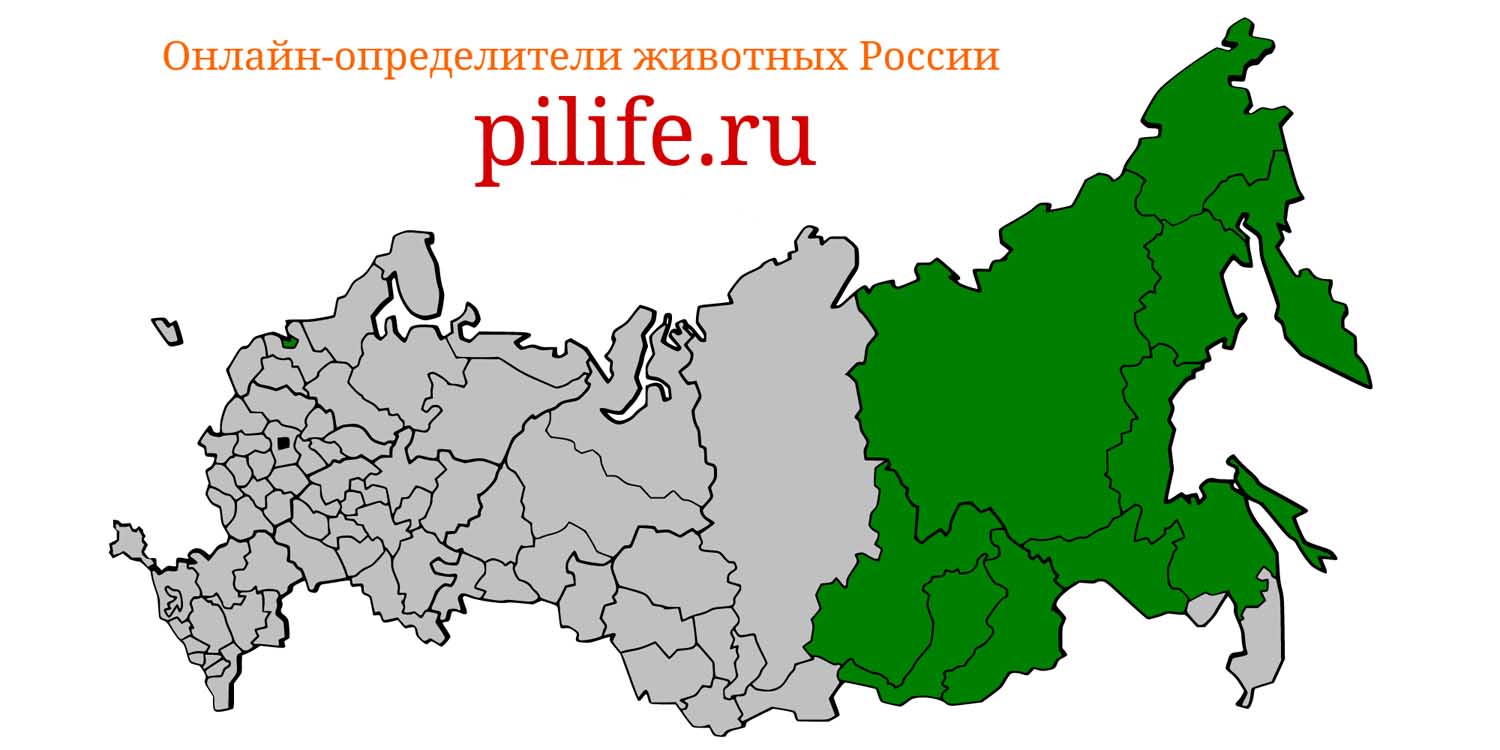 Ареал обитания Marmota camtschatica на карте России