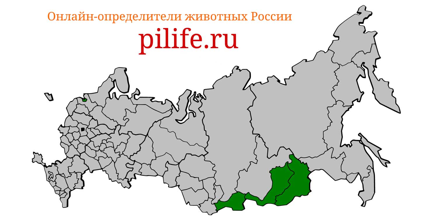 Ареал обитания Marmota sibirica на карте России