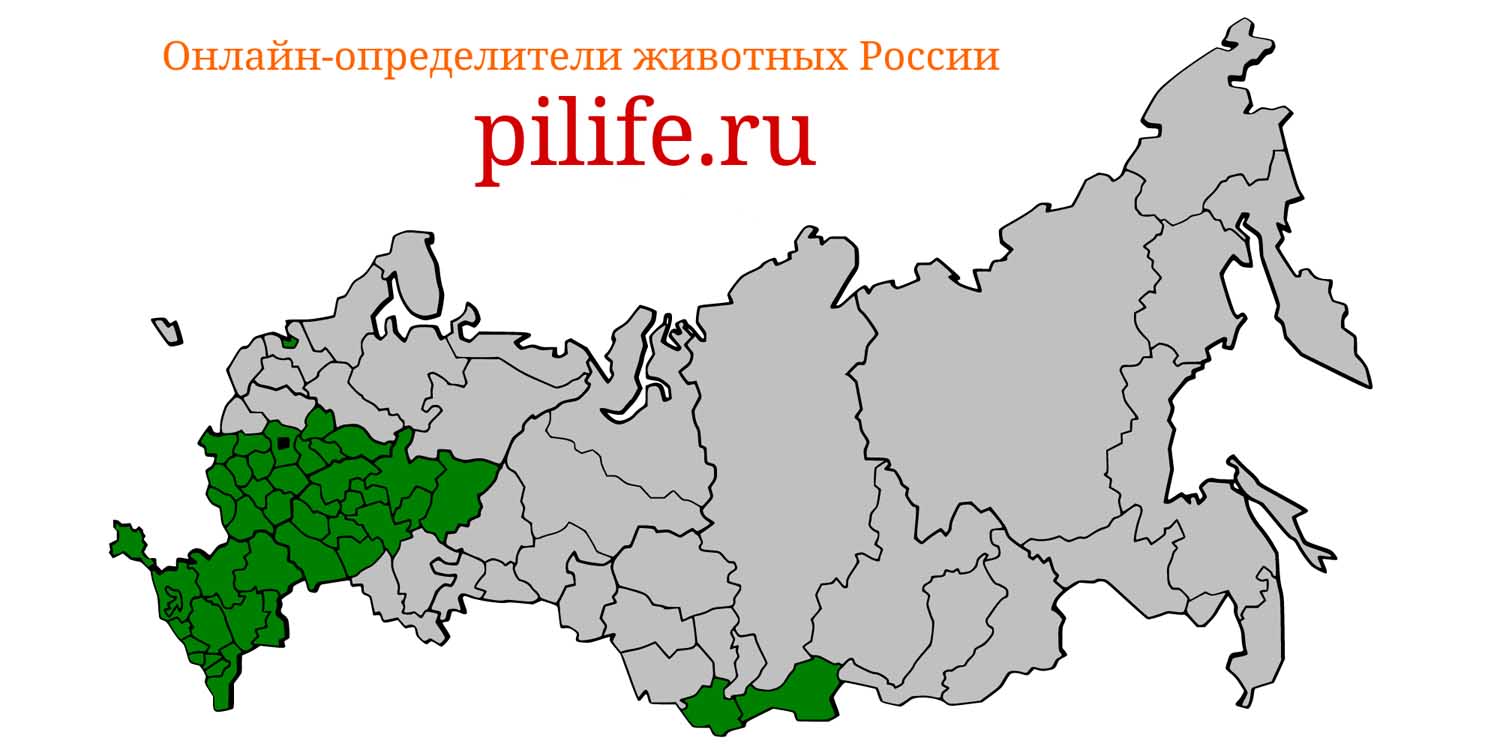 Ареал обитания Martes foina на карте России