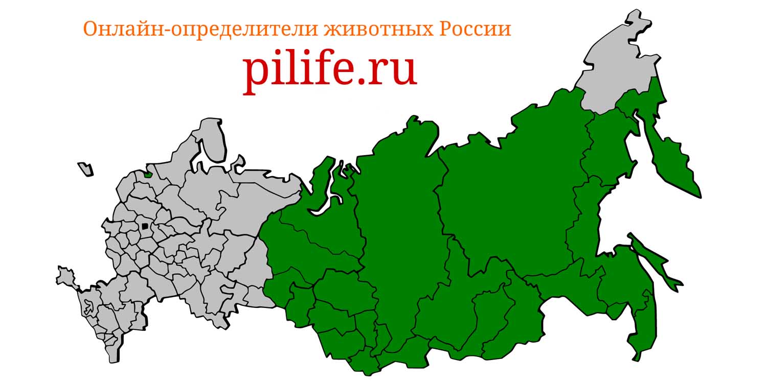 Ареал обитания Martes zibellina на карте России