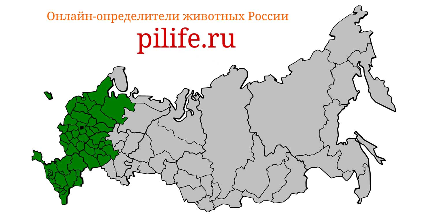 Ареал обитания Meles meles на карте России