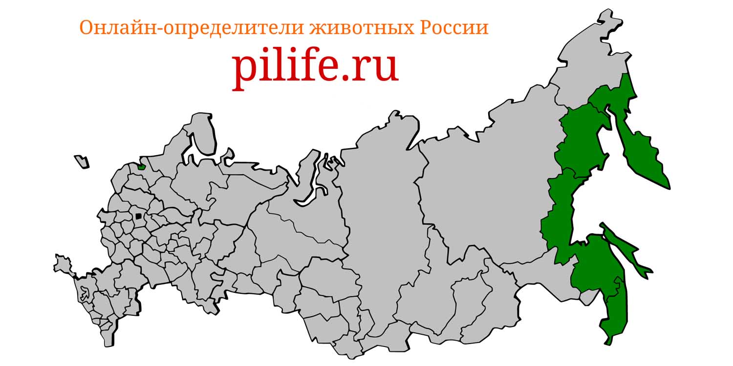 Ареал обитания Mesoplodon stejnegeri на карте России