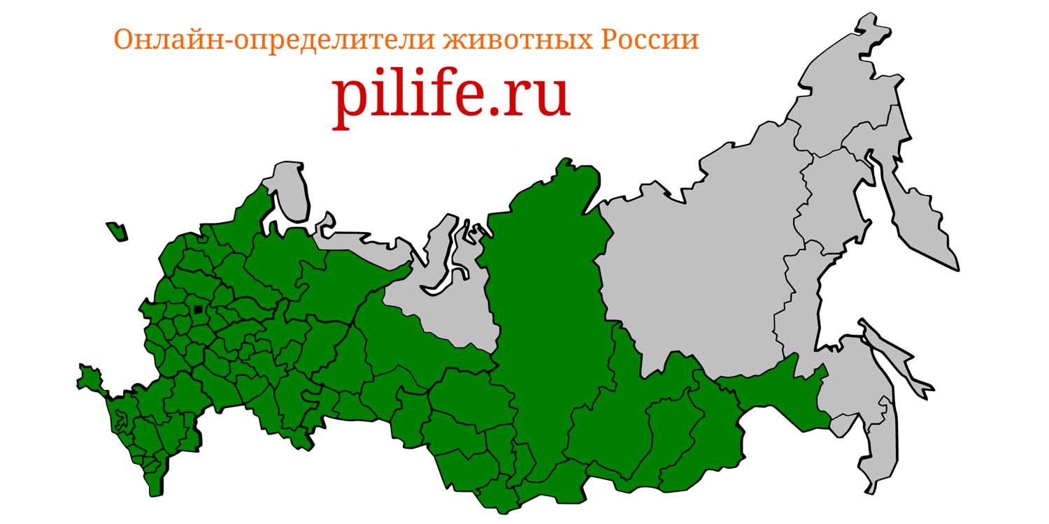 Ареал обитания Microtus arvalis на карте России