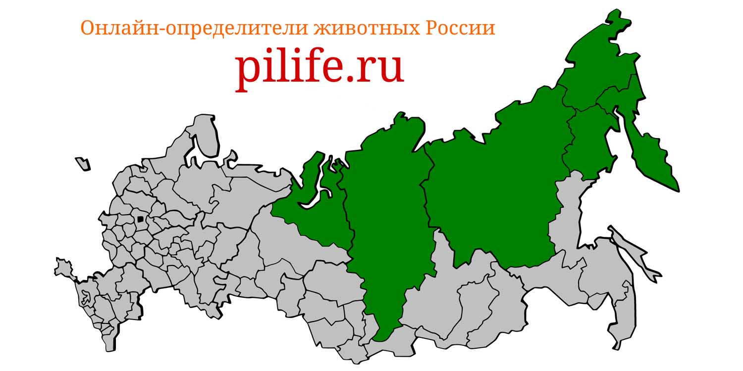 Ареал обитания microtus hyperboreus на карте России