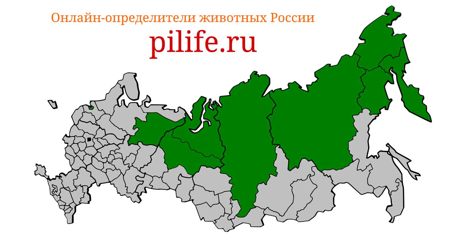 Ареал обитания Microtus middendorffi на карте России