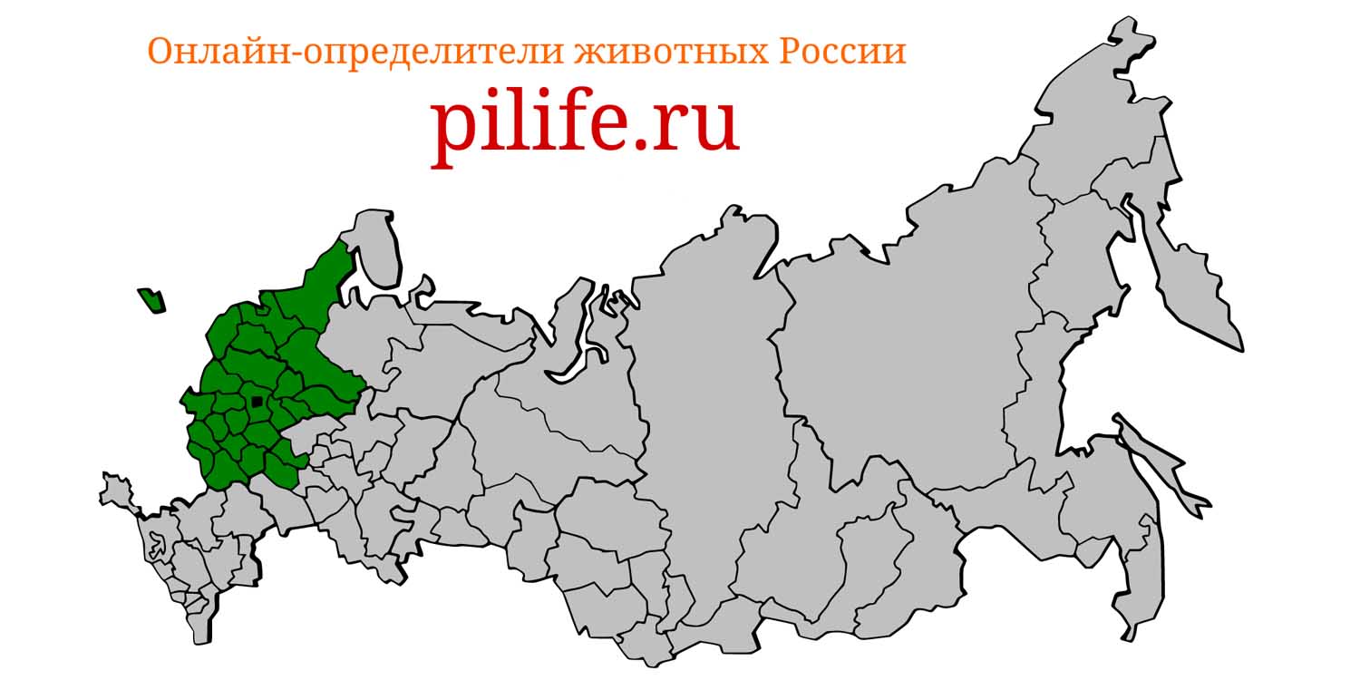 Ареал обитания Microtus subterraneus на карте России