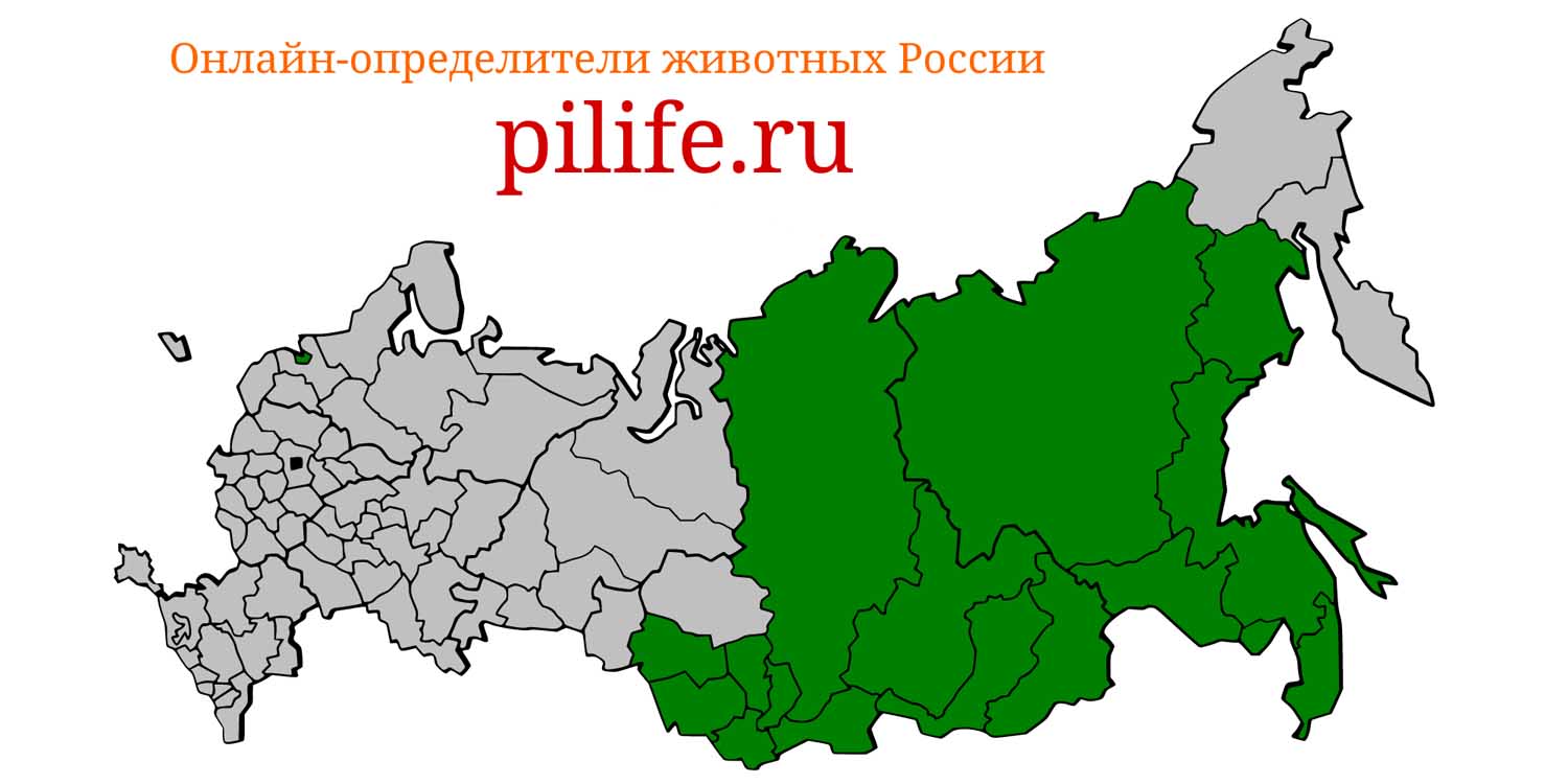 Ареал обитания Moschus moschiferus на карте России