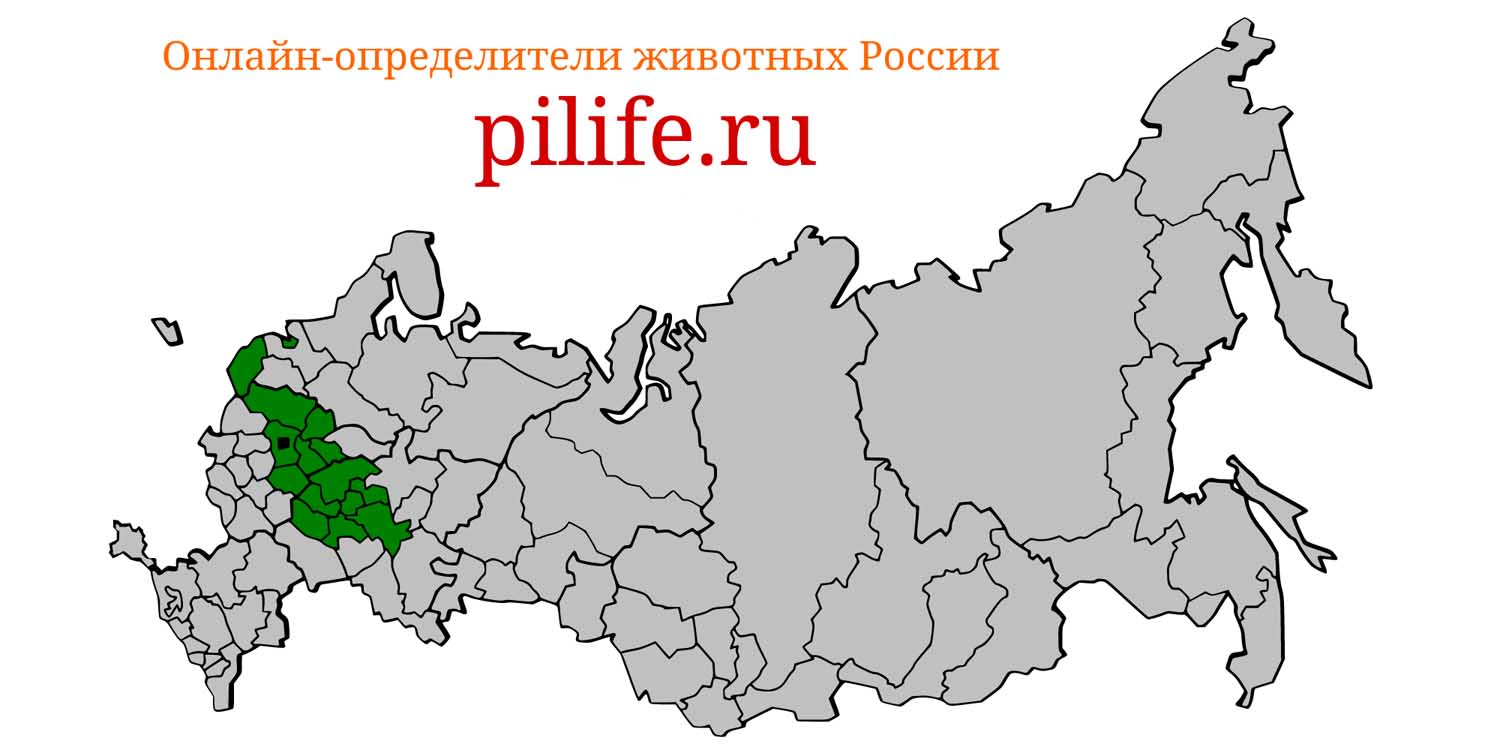 Ареал обитания Muscardinus avellanarius на карте России