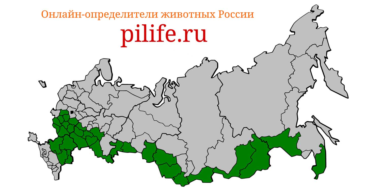Ареал обитания Mustela eversmanii на карте России