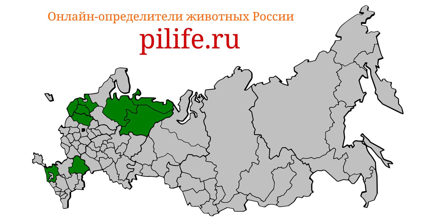 Ареал обитания Mustela lutreola на карте России