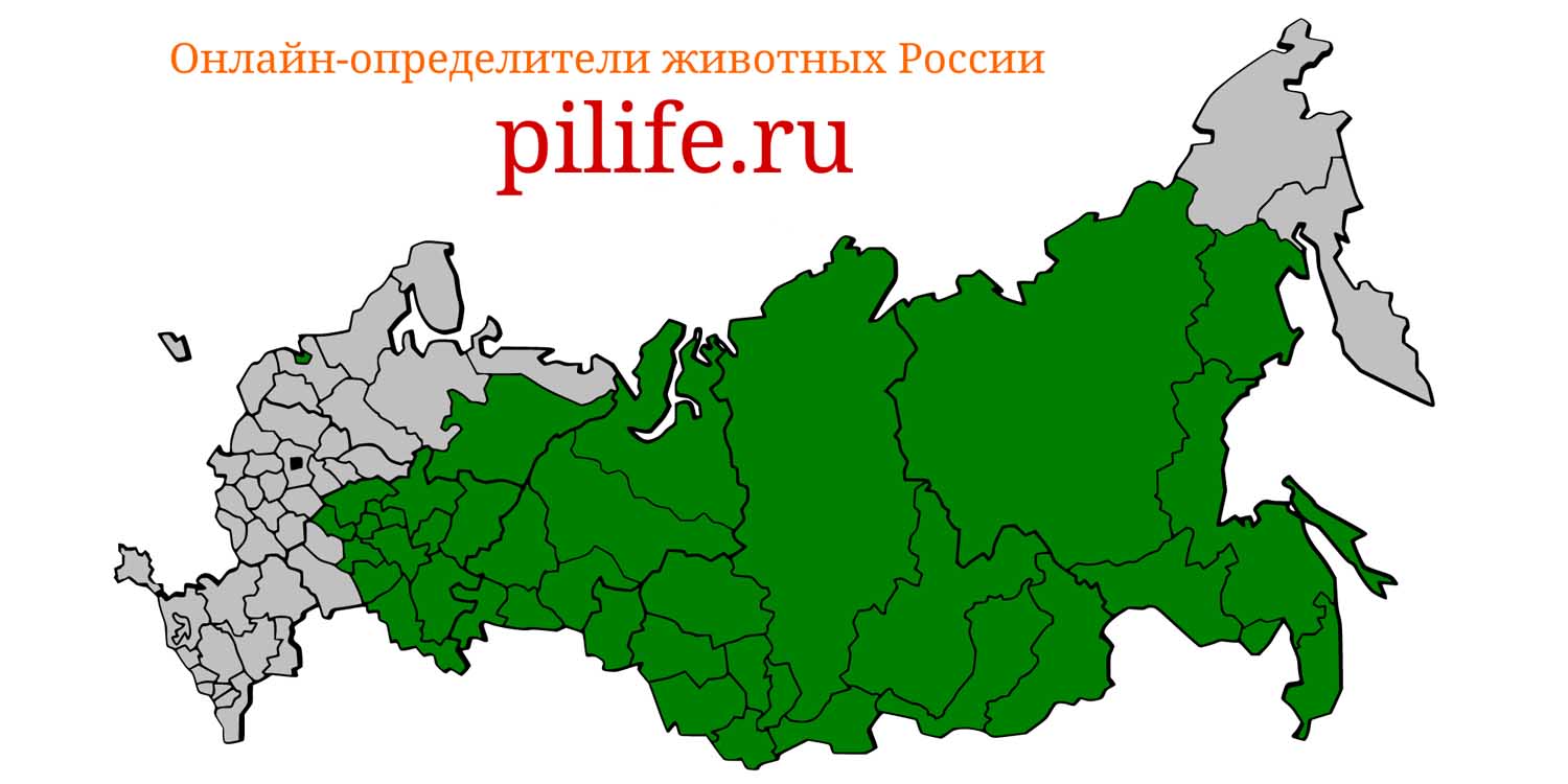 Ареал обитания Mustela sibirica на карте России