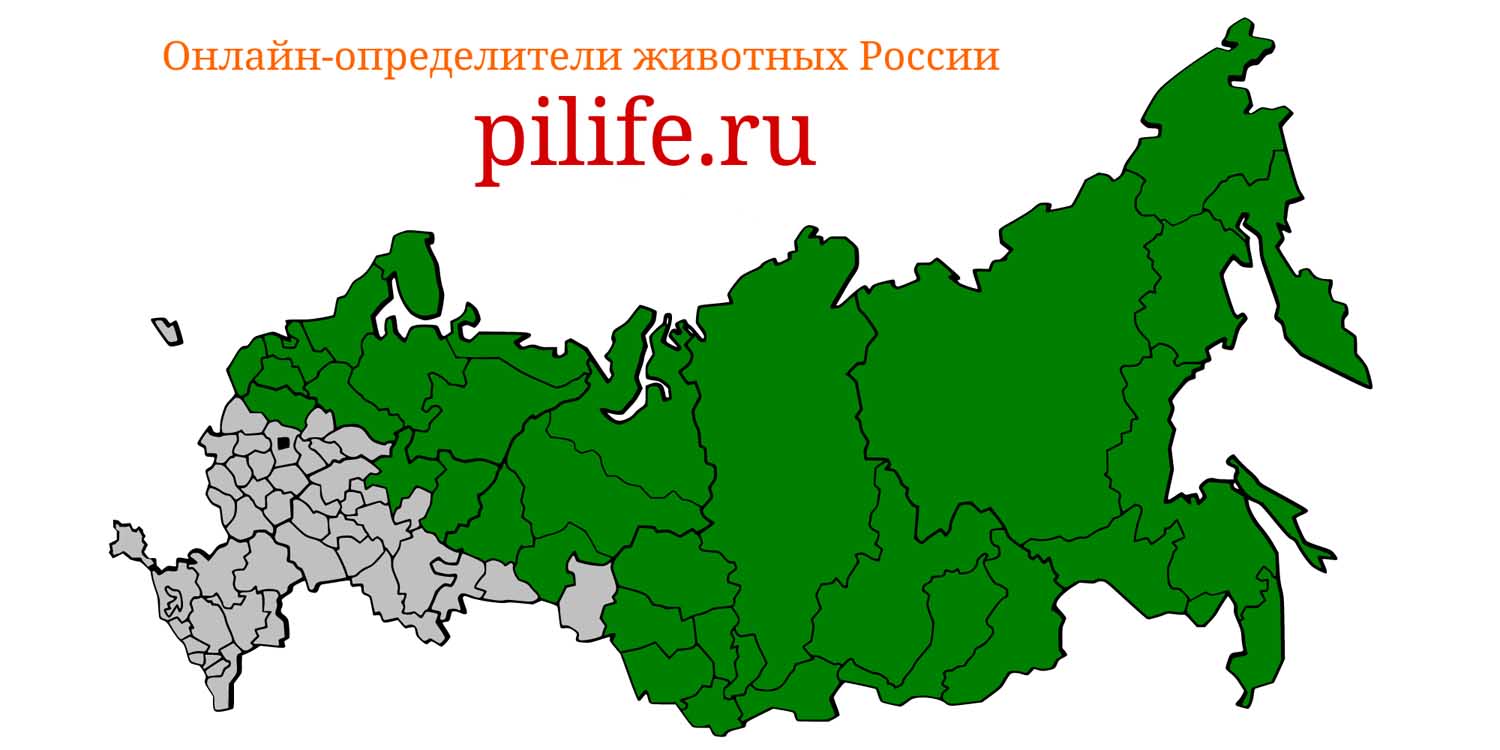 Ареал обитания Myopus schisticolor на карте России