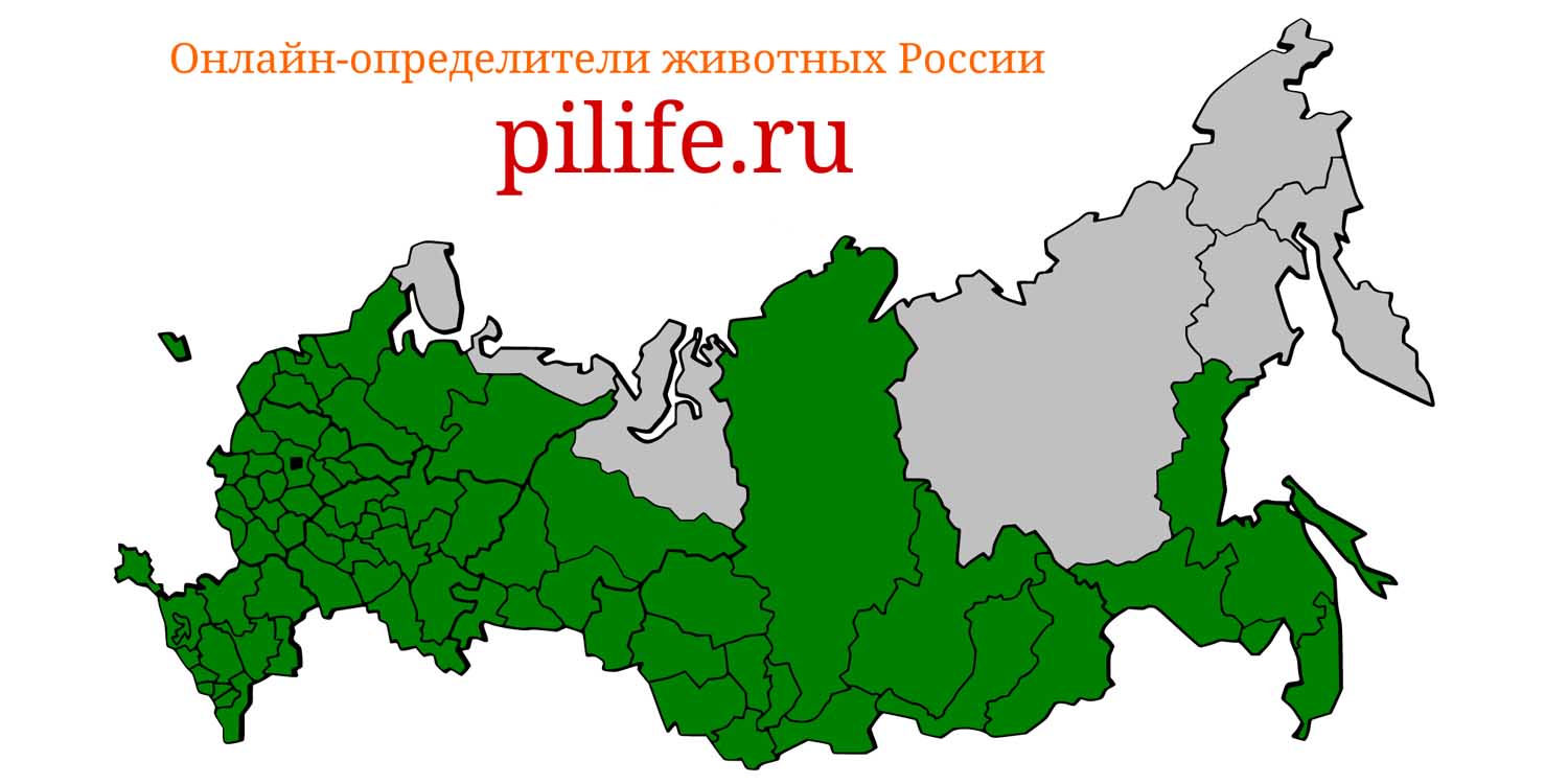 Ареал обитания Myotis daubentonii на карте России