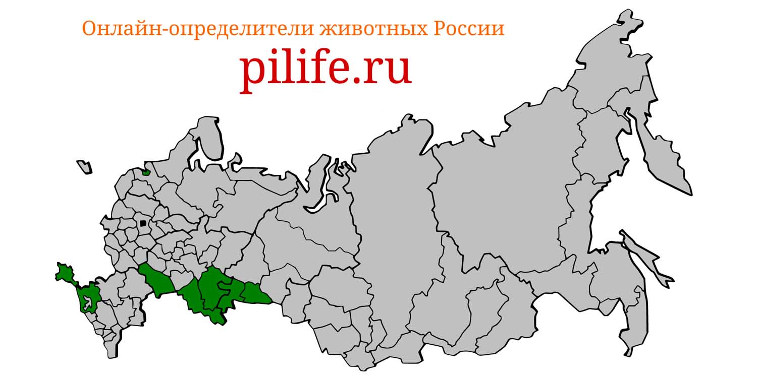 Ареал обитания Myotis davidii на карте России