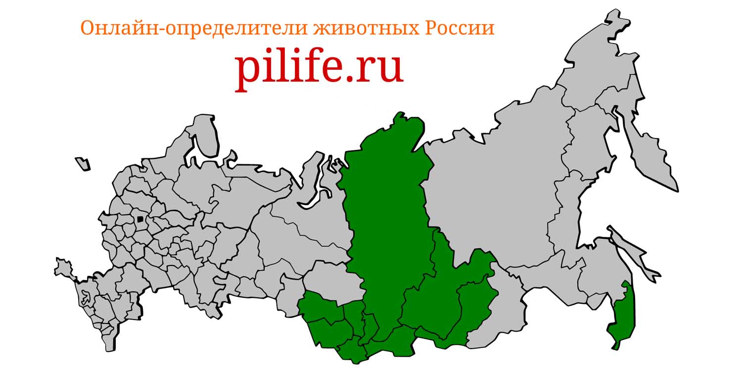 Ареал обитания Myotis frater на карте России