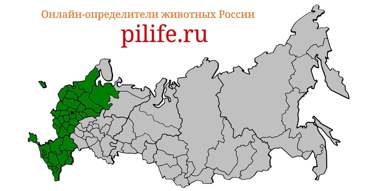 Ареал обитания Myotis nattereri на карте России