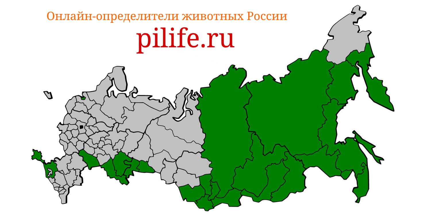Ареал обитания Myotis sibiricus на карте России