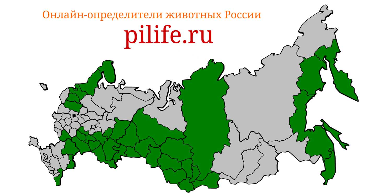Ареал обитания Neogale vison на карте России