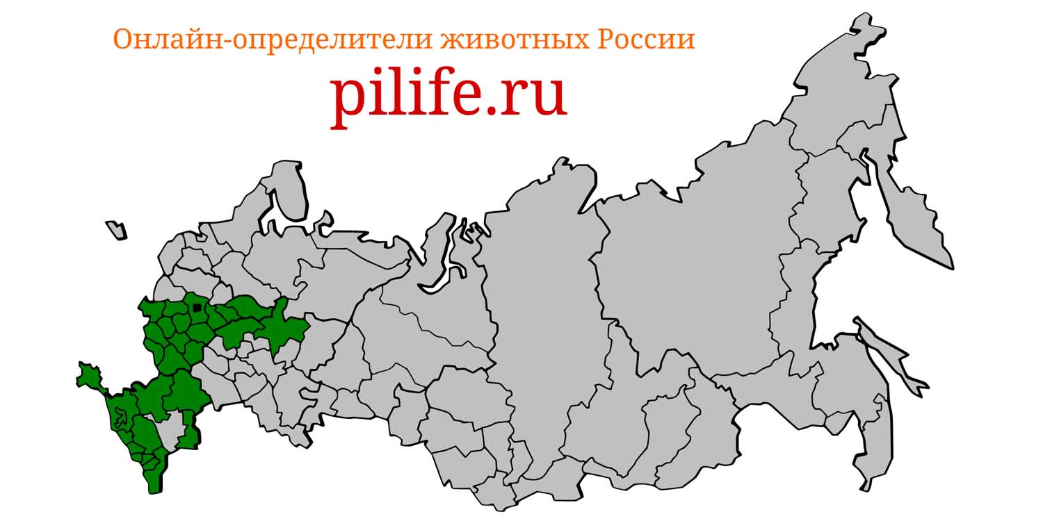 Ареал обитания Nyctalus leisleri на карте России