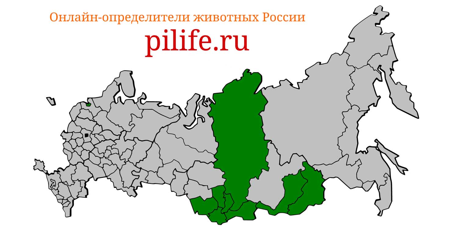 Ареал обитания Ochotona alpina на карте России