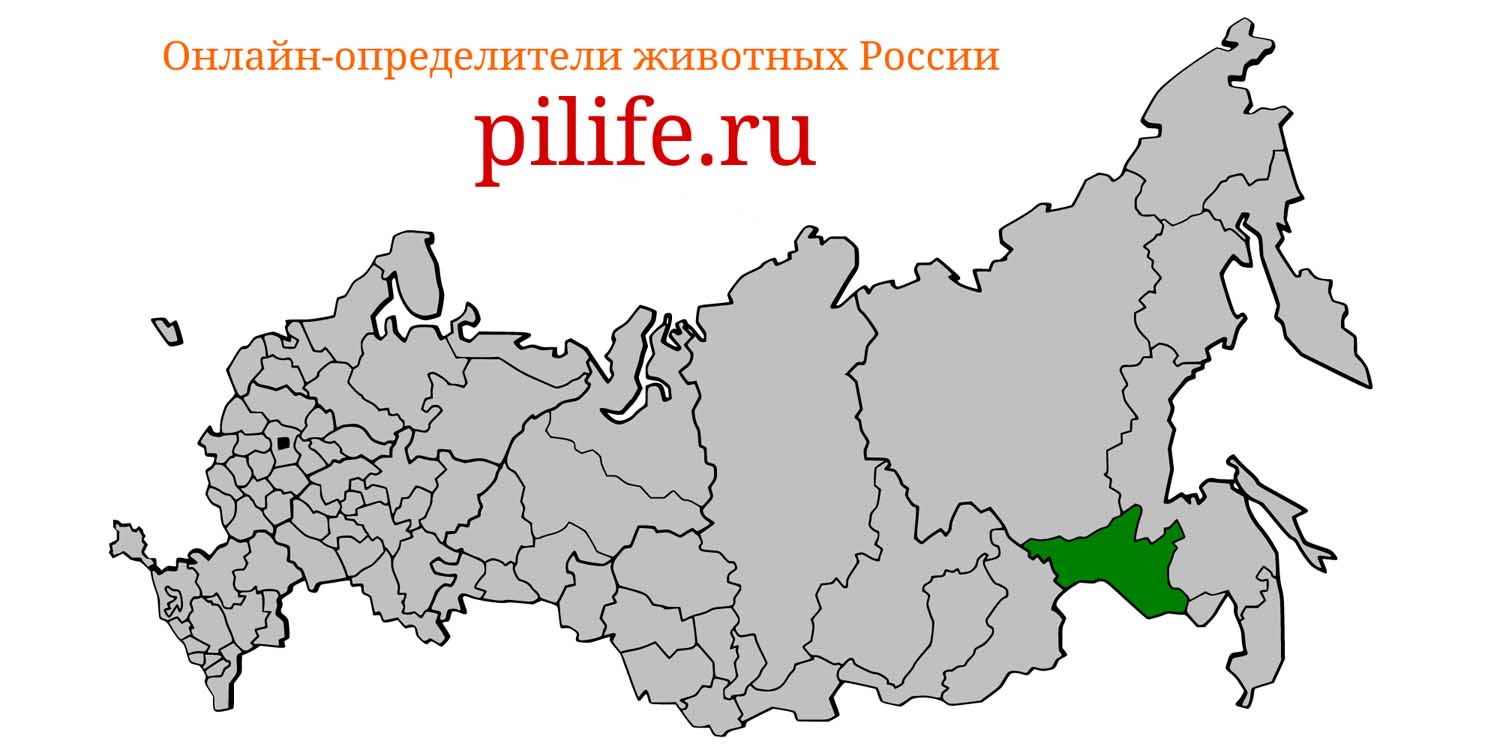 Ареал обитания Ochotona mantchurica на карте России