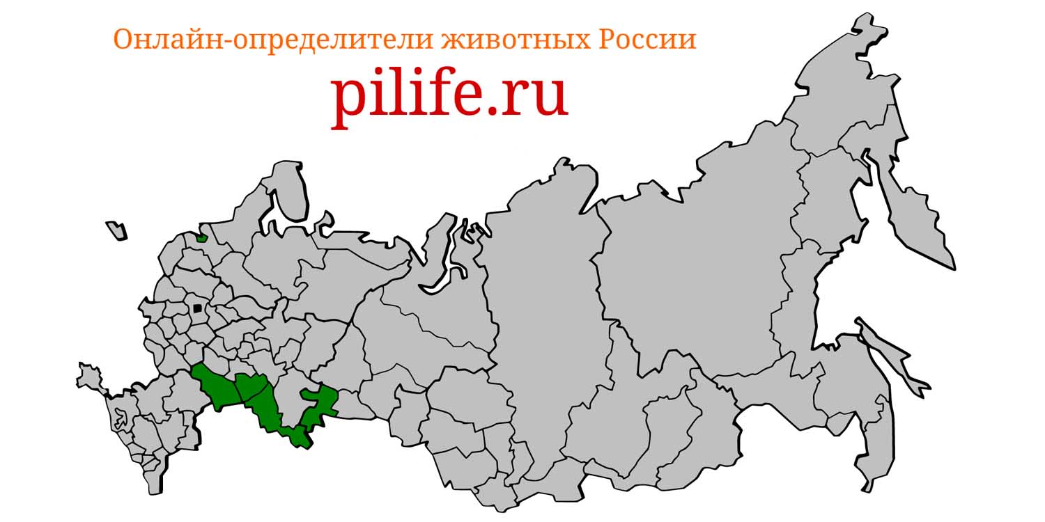 Ареал обитания Ochotona pusilla на карте России